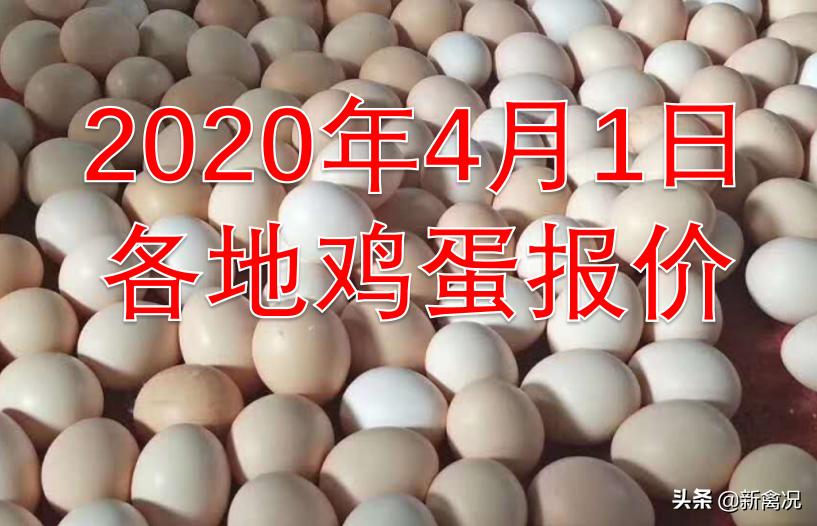 新牧网广东鸡价最新动态，变化中的机遇与挑战的超越之旅