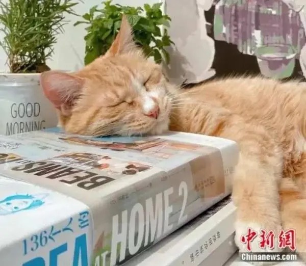 日加撸最新,日加撸最新——科技重塑生活，体验前所未有的高科技产品